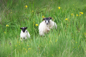 Blackface sheep, Fionnphort Mull