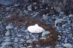 Wildlife, Grey seal pup Isle of Staffa Inner hebrides