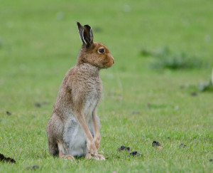 Mountain Hare, Fidden, Fionnphort, Isle of Mull, wildlife