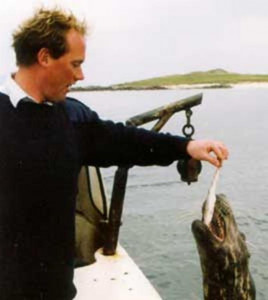 Wildlife, Seals, Isle of Iona