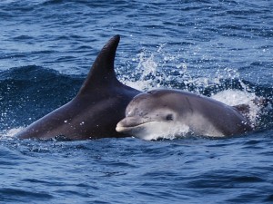 Dolphins, Isle of Mull, Wildlife