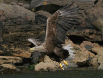 Sea Eagle White tailed Eagle Isle of Mull