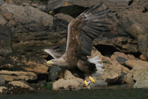 Sea Eagle, White tailed Eagle, Isle of Mull