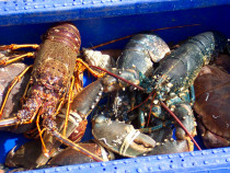 fishing for crab, lobster, crawfish, prawns and scallops Fionnphort and Bunessan Ross of Mull Isle of Mull