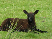 lamb near Dun I Isle of Iona