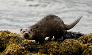 Otter 2 Loch Scridain