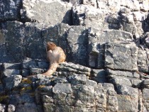 Otter,Fossil Tree,Ardmeanach,Isle of Mull