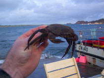 Velvet Crab Fionnphort Pier Mull to Madrid Spain