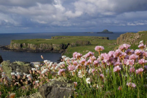 Wildflowers lunga Inner Hebrides Mull Scotland
