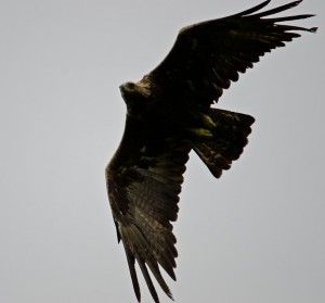 Golden Eagle, Isle of Mull, WIldlife