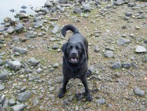 Labrador retriever Seaview bed and breakfast Isle of Mull