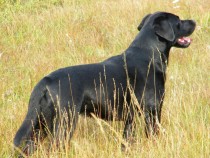 Black Labrador retriever Lainie in the field