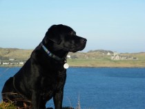 Black labrador retriever Fionnphort Isle of Mull Isle of Iona