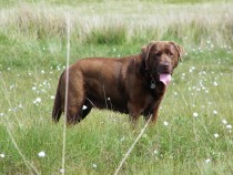 Chocolate labrador Meggy Seaview bed and breakfast Isle of Mull