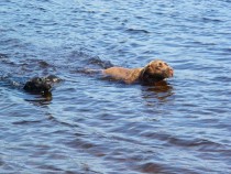 Megan and Lainie labrador retrievers swimming