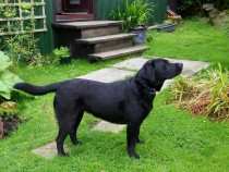 Black labrador Lainie at Seaview bed and breakfast Isle of Mull