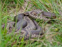 Adder snake, Isle of Mull, wildlife
