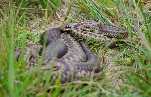 Adder snake, Isle of Mull, wildlife