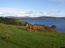 Cow Tavool Isle of Mull Ardmeanach
