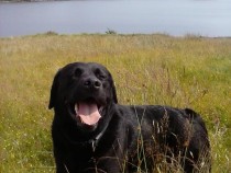 Lainie labrador retriever Loch Pottie Mull