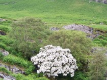 Wild flower Isle of Mull Flowering Hawthorn Glenbyre