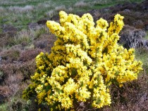 Wild flower Gorse or Whin Braighcreich IIsle of Mull May