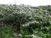 Wild flower Hawthorn Fionnphort Isle of Mull June