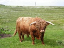 Highland Bull Creich Isle of Mull