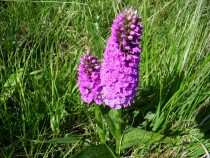 Wild flower Orchid Fionnphort Isle of Mull