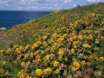 Wild flower Kidney vetch Island Carn na Burg Mor Treshnish Mull