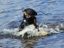 Black Labrador Lainie retrieving Isle of Mull