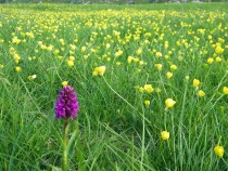 Wild flower Northern Marsh Orchid Machair Isle of Iona