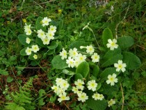 Wildflower Primrose Carsaig Bay Isle of Mull April