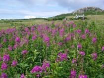 Wild flower purple loosestrife Bruach Mhor Isle of Mull July