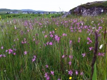 Wildflower Ragged Robin Fionnphort Isle of Mull