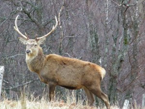 Wildlife, Red Deer Stag, Isle of Mull
