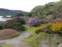 Wildflowers Rhoddy and Gorse Loch Uisg Isle of Mull
