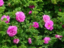 Wildflower rosa rugosa Bruach Mhor Isle of Mull