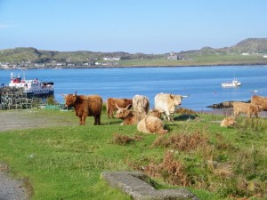 Highland Cows, Fionnphort, Isle of Mull