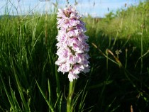 Wild Flower Heath spotted Orchid Kilpatrick Isle of Mull