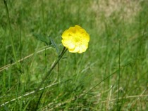 Wild flower meadow buttercup Isle of Mull