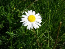 Wild Flower ox eye daisy Ulva