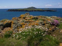 Wildflowers sea campion and thrift birds foot trefoil Carn na Burg Mor Treshnish isles