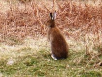 Irish Winter Hare Fidden Isle of Mull