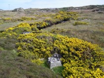 Gorse Burnside near Fidden Fionnphort Isle of Mull 