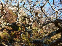 The Oak Tree Tireregan Estate Isle of Mull