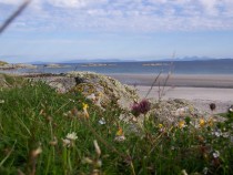 Wildflowers Ardalanish Beach Isle of Mull