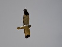 Bird of Prey Hen Harrier Isle of Mull