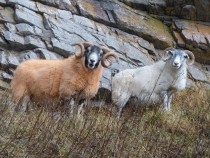 ewe and tup, MacKinnon's Cave Isle of Mull