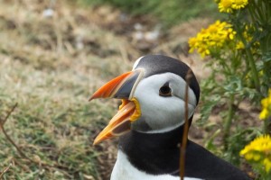 Puffin, Staffa,Isle of Mull, boat-trips-and-tours